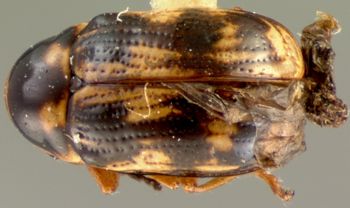 Media type: image; Entomology 9273   Aspect: habitus dorsal view
